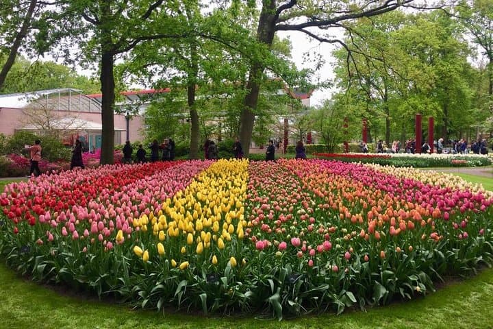 Keukenhof Tulips & Zaanse Schans Windmills Small-Group Tour from Amsterdam photo 2