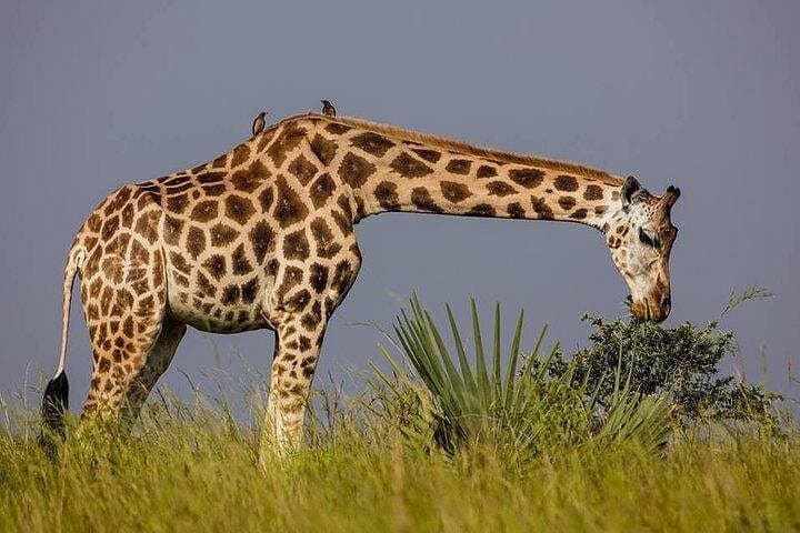 3-Day Private Safari to Murchison Falls National Park: Big Five, Boat Cruise & Chimp Tracking photo 4