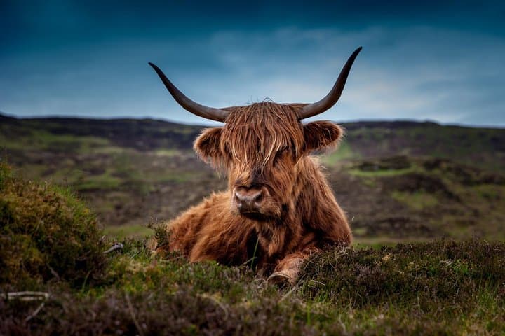 Aberdeenshire Castles, Cows & Whisky Private Day Trip from Aberdeen