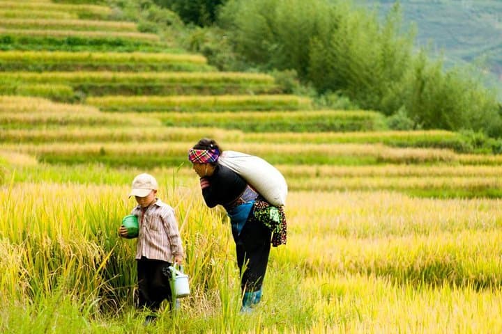 Sapa 2-Day Trek from Hanoi: Y Linh Ho, Lao Chai, Ta Van, Cat Cat & Sin Chai photo 4
