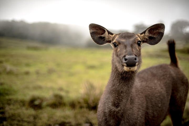 Skip the Line: Horton Plains Entrance Ticket & Guided Walk to World's End photo 5
