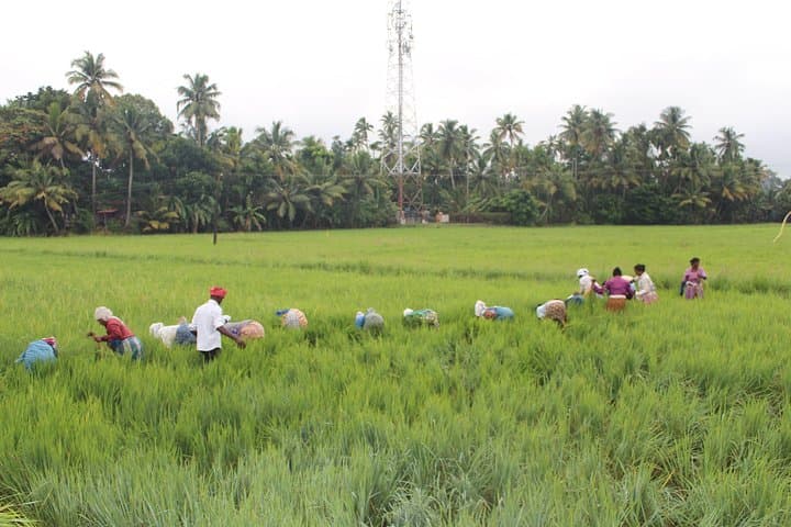 Kuttanad Rice Bowl By Cycle: Morning Bike Tour Through Kerala's Below-Sea-Level Fields photo 4