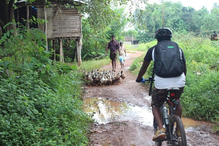 Kuttanad Rice Bowl By Cycle: Morning Bike Tour Through Kerala's Below-Sea-Level Fields photo 5