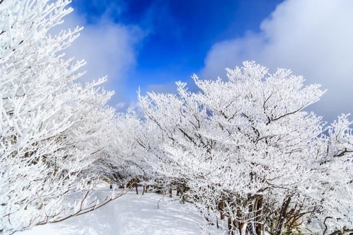 Mt. Gozaisho Ropeway & Nabana no Sato Illumination: Frozen Trees to Sparkling Nights photo 4