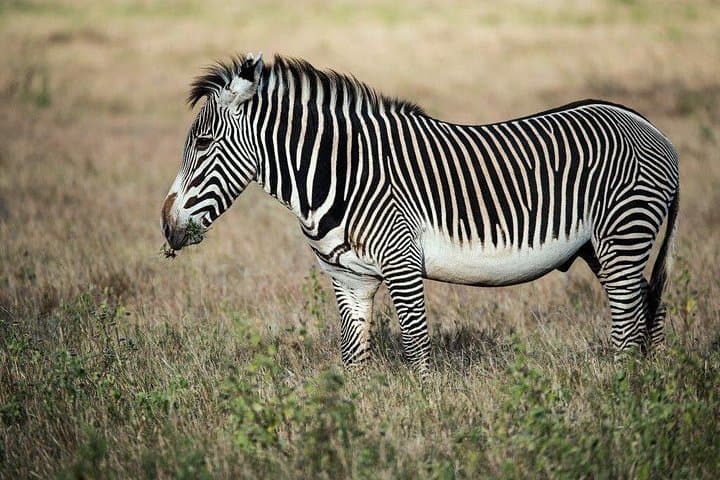 5-Day Private Safari: Tarangire, Serengeti & Ngorongoro Crater photo 2