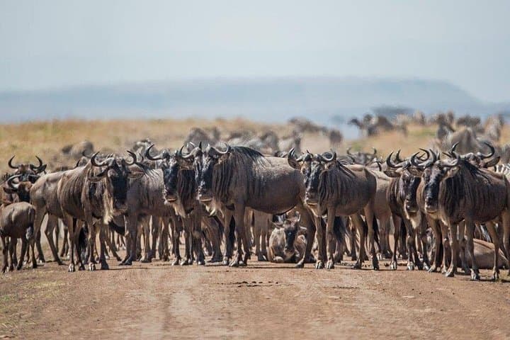 5-Day Private Safari: Tarangire, Serengeti & Ngorongoro Crater photo 3