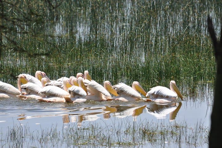 Lake Nakuru Day Trip: Flamingos, Rhinos & Rift Valley Game Drive photo 3