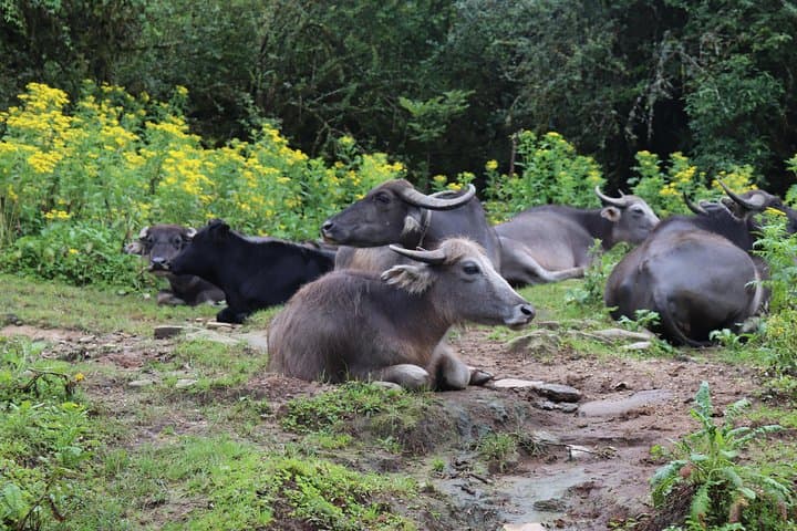 Mardi Himal Base Camp Trek — 5-Day Sunrise Trek from Pokhara photo 3