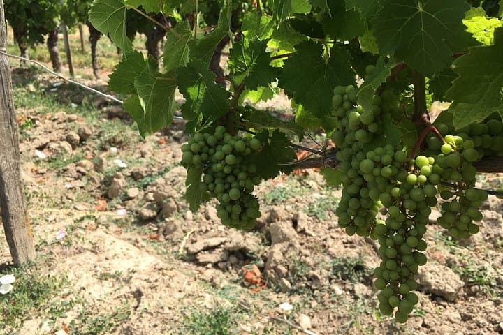 Cycle the Vineyards of Chinon: Full-Day Bike & Wine Tours in the Loire Valley photo 3