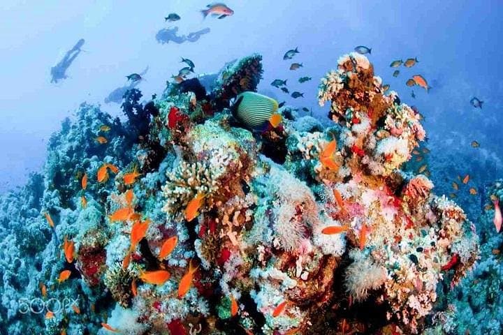 Ras Muhammad by Boat: Full-Day Snorkel & Lunch from Sharm El Sheikh photo 3