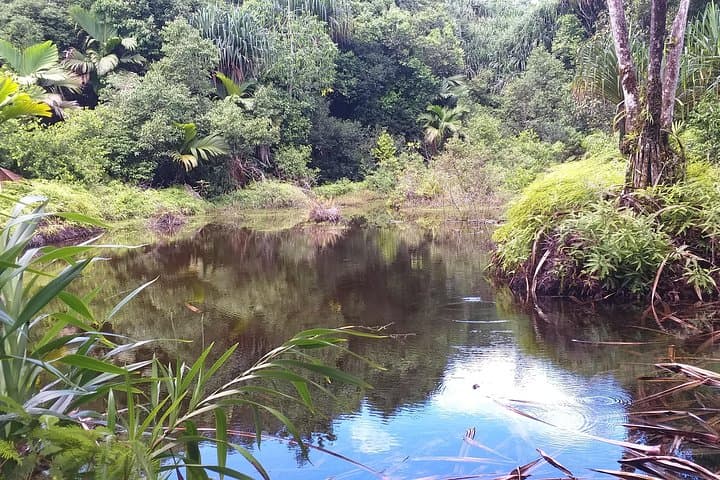 Mare aux Cochons Trail — Hike Mahe’s High-Altitude Wetland and Panoramic Viewpoints