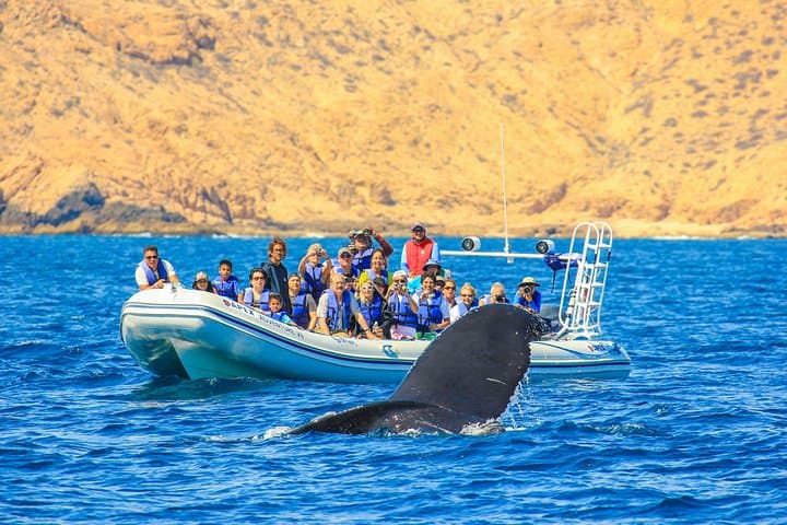 Los Cabos Whale-Watching Fast Zodiac Tour to El Arco photo 2