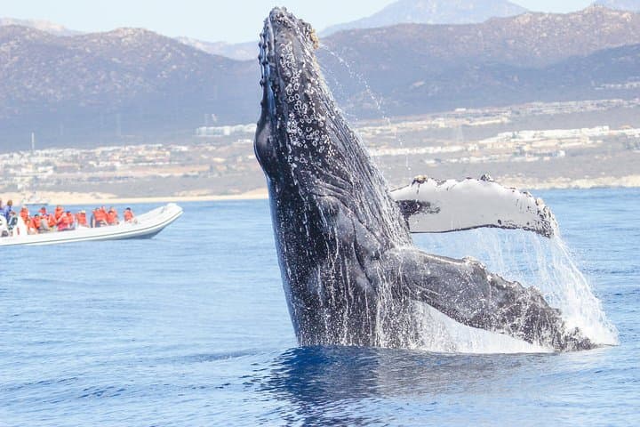 Los Cabos Whale-Watching Fast Zodiac Tour to El Arco photo 4