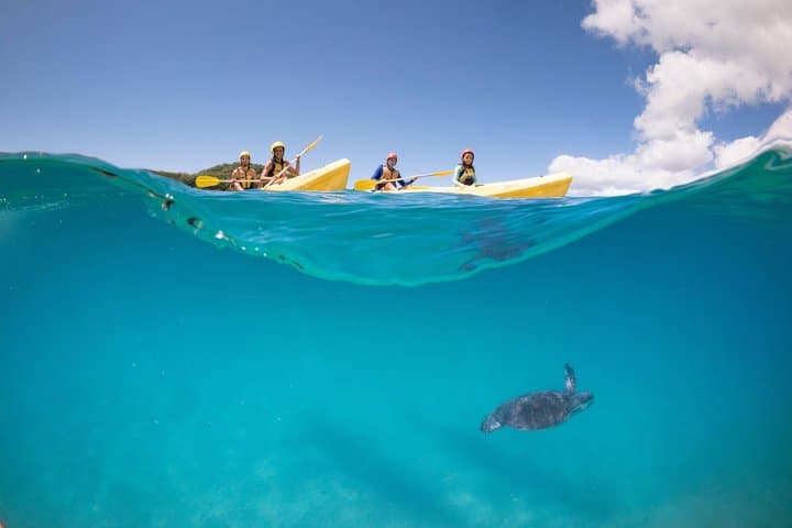 Kayak with Dolphins at Byron Bay — Guided Sea-Kayak Tour in Cape Byron Marine Park photo 4