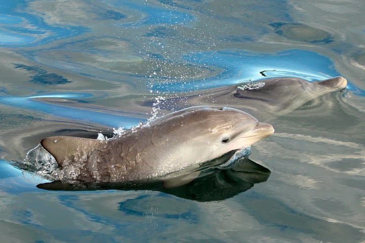 Sail with Port Stephens' Bottlenose Dolphins: 90-Minute Cruise Aboard 'Imagine' photo 3