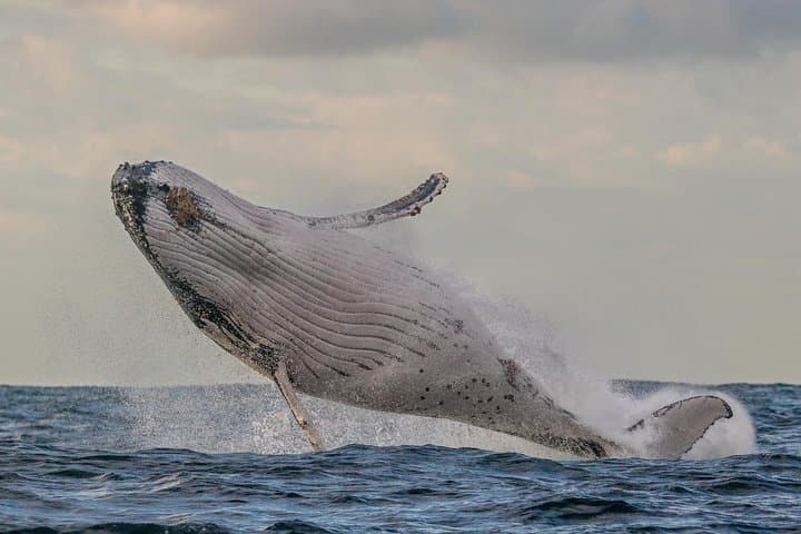 Port Stephens 3-Hour Whale and Dolphin Watch Cruise aboard Imagine photo 2