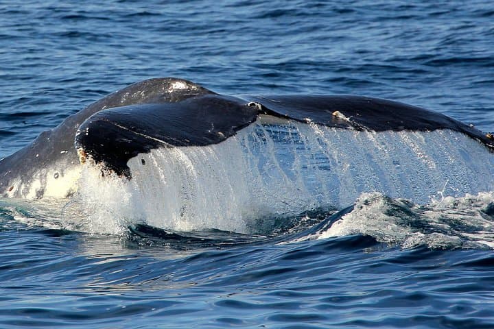 Port Stephens 3-Hour Whale and Dolphin Watch Cruise aboard Imagine photo 5