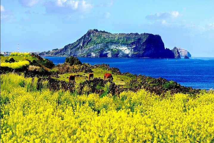 Jeju Private Full-Day Highlights Tour: Seongsan Ilchulbong, Manjanggul & Haenyeo Experience