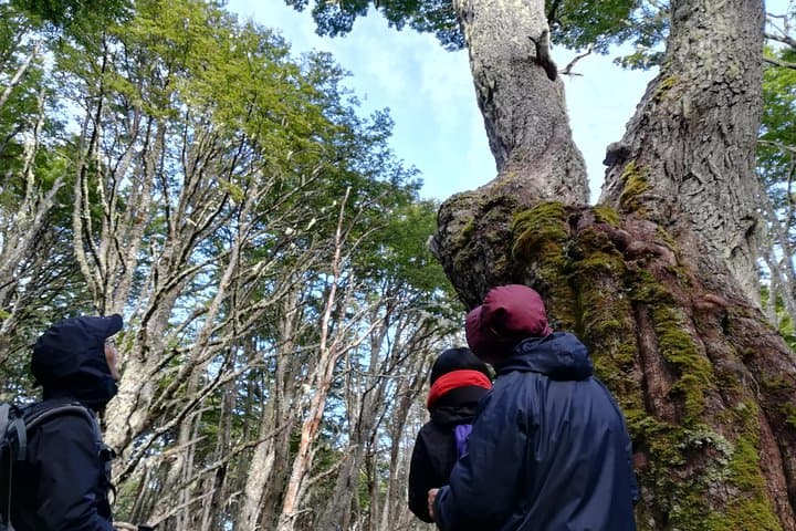Private Patagonian Forest Hike from Punta Arenas — 4-Hour Guided Lenga Trail & Strait Views photo 3