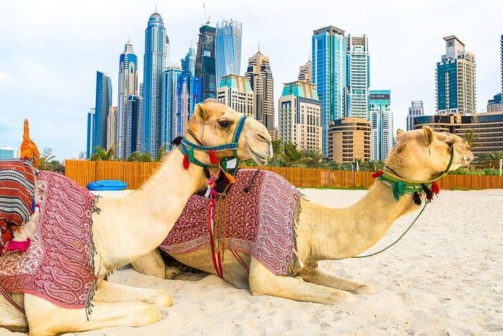 Dubai City Highlights and Evening Desert Safari: Half-Day Combo