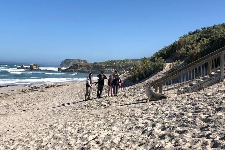 Seal Bay & North Coast Wildlife Day Tour on Kangaroo Island photo 2