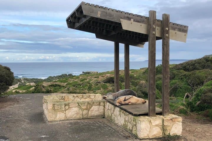 Seal Bay & North Coast Wildlife Day Tour on Kangaroo Island photo 3