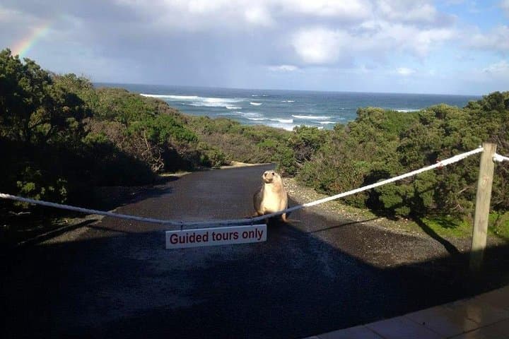 Seal Bay & North Coast Wildlife Day Tour on Kangaroo Island photo 4