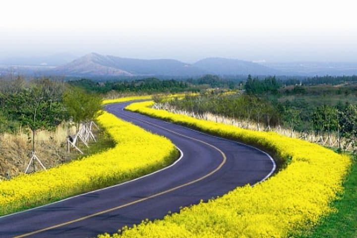Jeju Private Full-Day Highlights Tour: Seongsan Ilchulbong, Manjanggul & Haenyeo Experience photo 6
