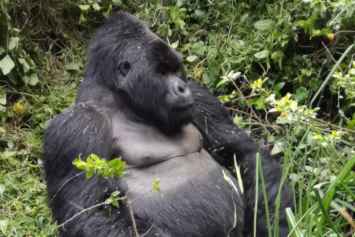 One-Day Gorilla Trekking to Mgahinga and Lake Bunyonyi from Kabale
