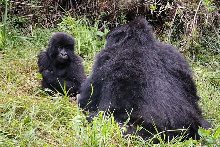One-Day Gorilla Trekking to Mgahinga and Lake Bunyonyi from Kabale photo 2