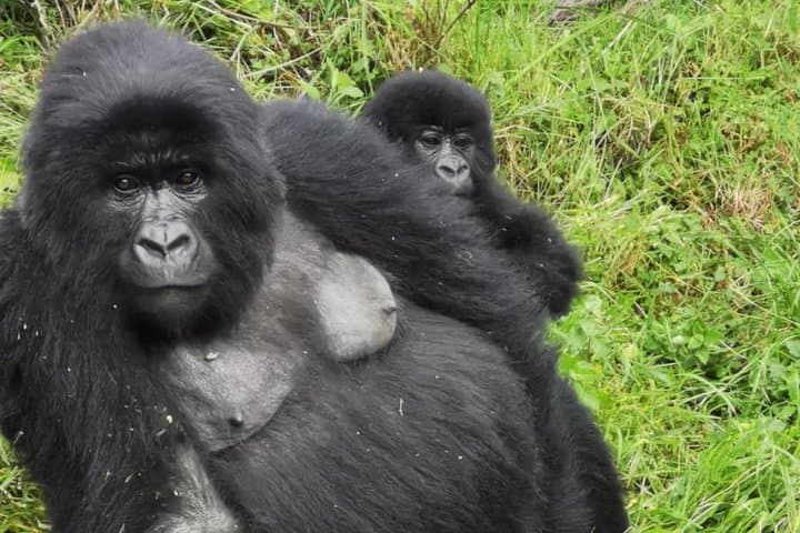 One-Day Gorilla Trekking to Mgahinga and Lake Bunyonyi from Kabale photo 3