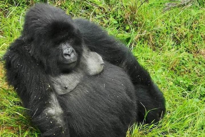 One-Day Gorilla Trekking to Mgahinga and Lake Bunyonyi from Kabale photo 4