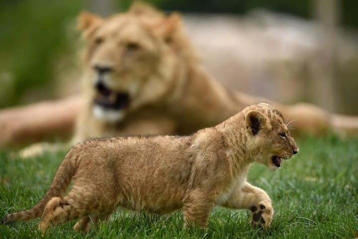 Explore ZooParc de Beauval: Private Full-Day Tour with Electric SUV photo 3