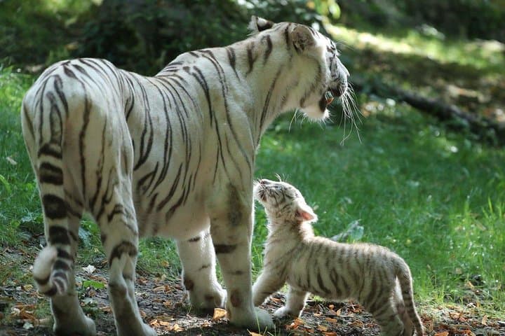 Explore ZooParc de Beauval: Private Full-Day Tour with Electric SUV photo 5