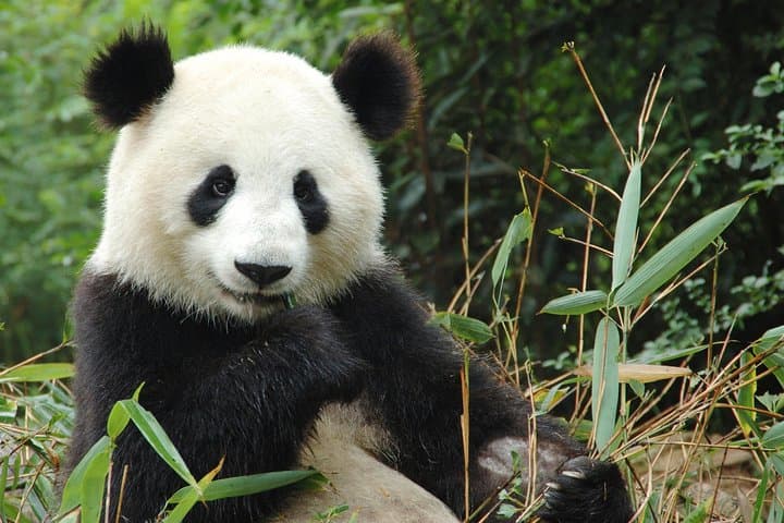 Explore ZooParc de Beauval: Private Full-Day Tour with Electric SUV