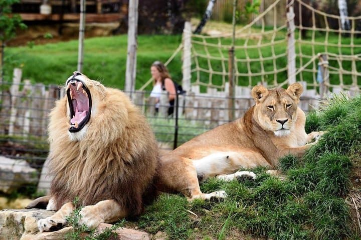 Explore ZooParc de Beauval: Private Full-Day Tour with Electric SUV photo 2