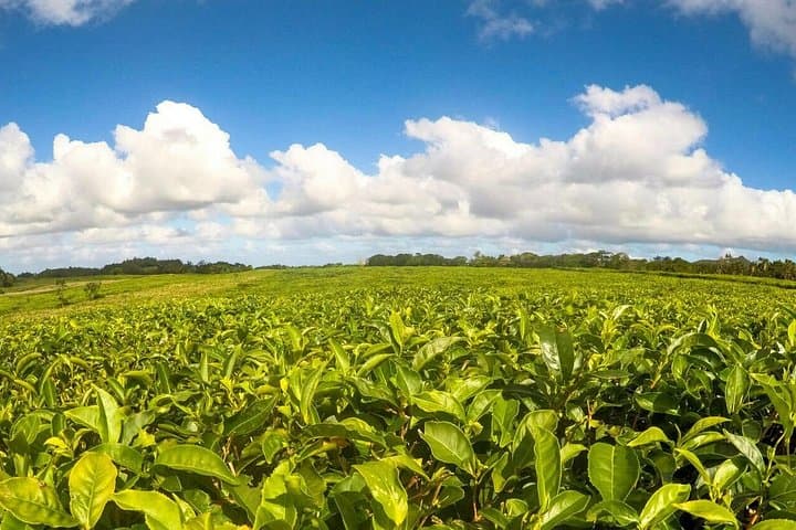 Full-Day South Mauritius Tour — Trou Aux Cerfs, Bois Cheri Tea & Saint Aubin Rum photo 3