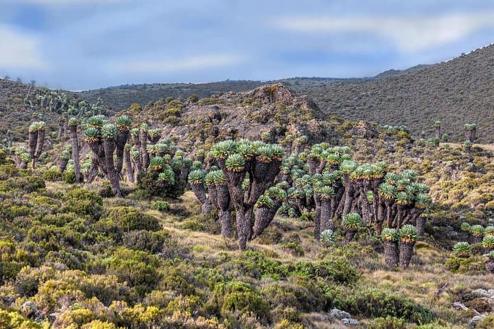 Kilimanjaro Shira Route: One-Day Mountain Bike Adventure to Shira II photo 4