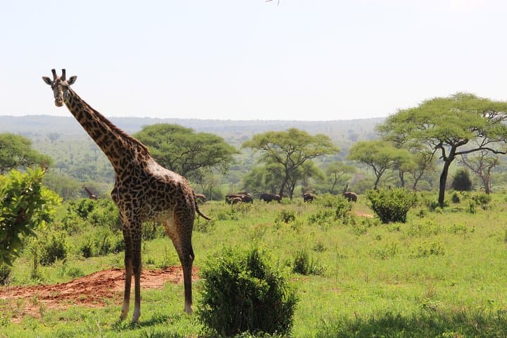 One-Day Walking and Bike Safari in Arusha National Park — Ride Between Volcanoes and Giraffes photo 4