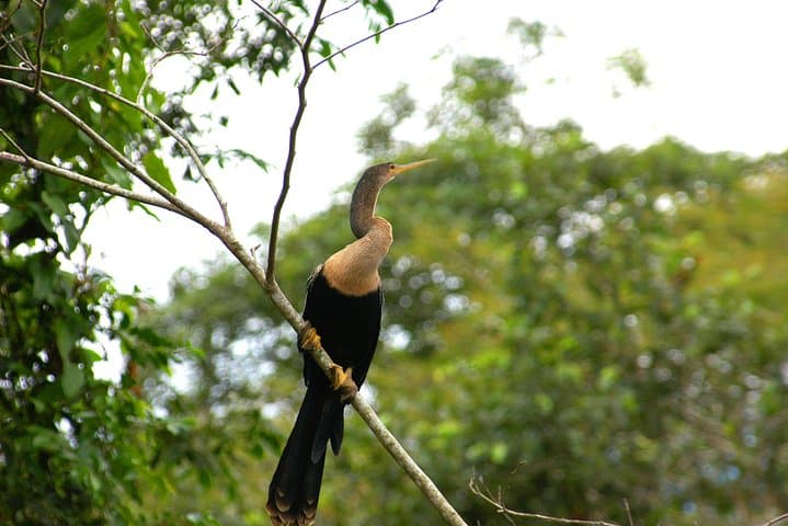 Sarapiquí River Safari Float: Half-Day Jungle Wildlife Cruise photo 3