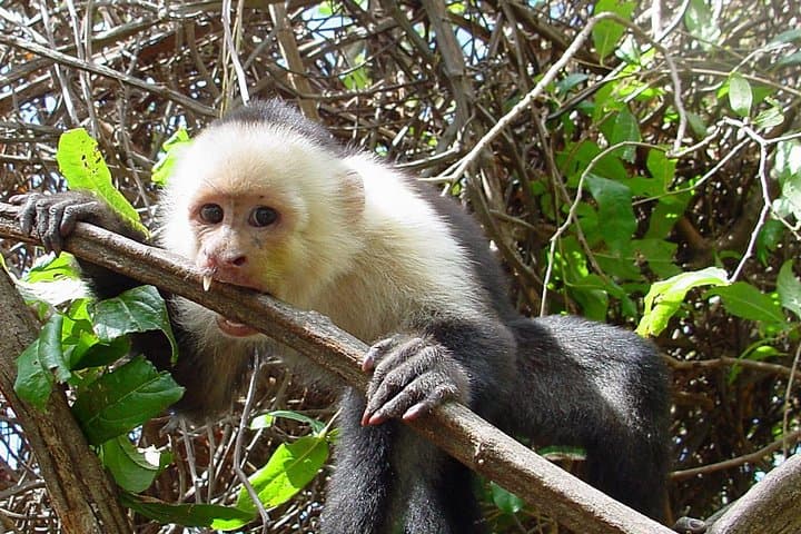 Sarapiquí River Safari Float: Half-Day Jungle Wildlife Cruise photo 4