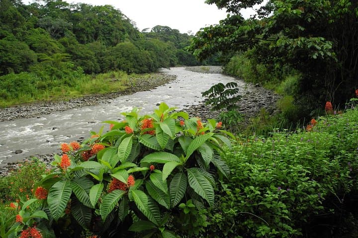 Sarapiquí River Safari Float: Half-Day Jungle Wildlife Cruise photo 5