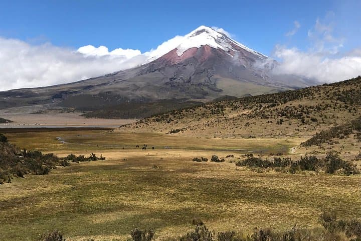 Private Cotopaxi Tour: Quito Day Trip to Cotopaxi National Park & Rose Plantation