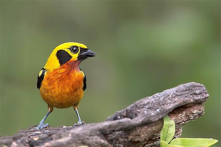 7-Day Manu Amazon Adventure: Macaw Clay Lick & Deep Jungle Expedition