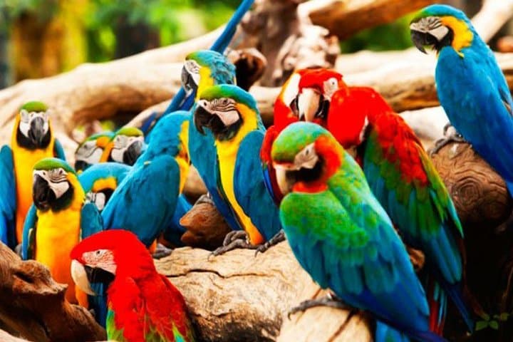 7-Day Manu Amazon Adventure: Macaw Clay Lick & Deep Jungle Expedition photo 5