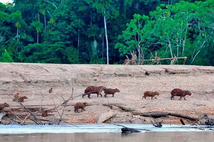 7-Day Manu Amazon Adventure: Macaw Clay Lick & Deep Jungle Expedition photo 6