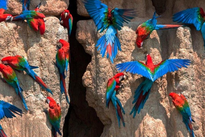 7-Day Manu Amazon Adventure: Macaw Clay Lick & Deep Jungle Expedition photo 2