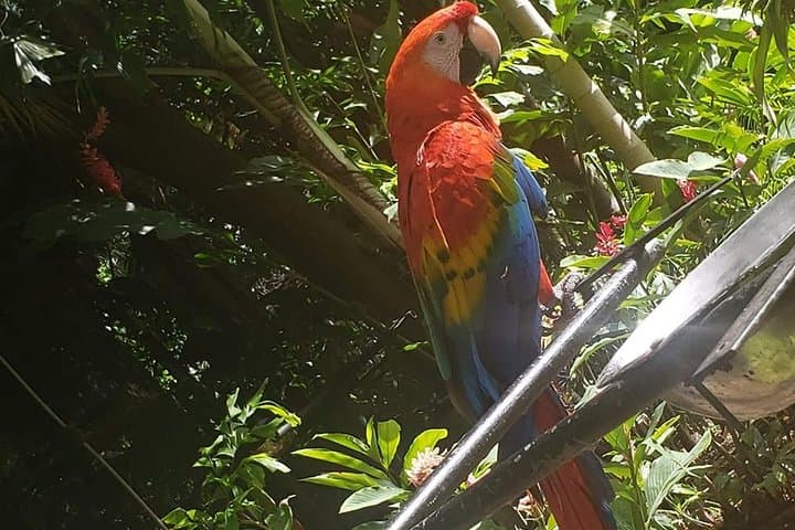 Rocklands Bird Sanctuary Feeding Tour — Montego Bay Hummingbird Experience photo 2