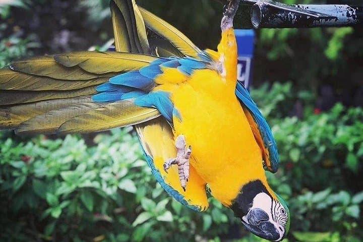 Rocklands Bird Sanctuary Feeding Tour — Montego Bay Hummingbird Experience
