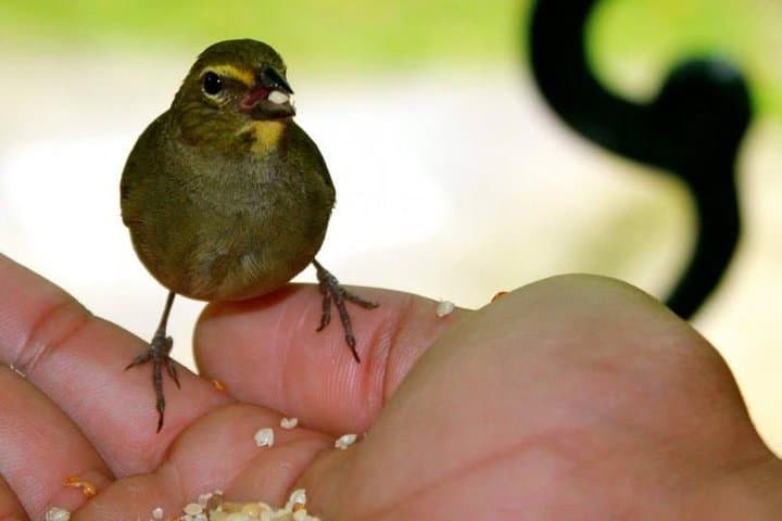 Rocklands Bird Sanctuary Feeding Tour — Montego Bay Hummingbird Experience photo 3